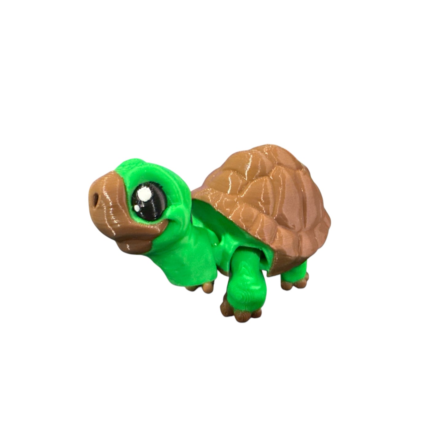 Tortoise